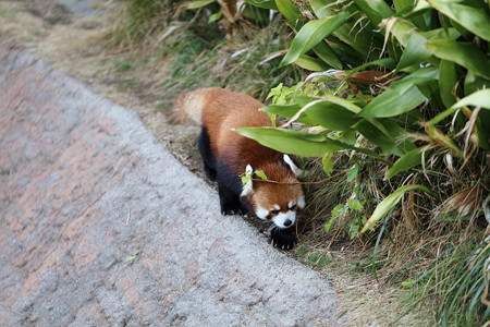レッサーパンダ5