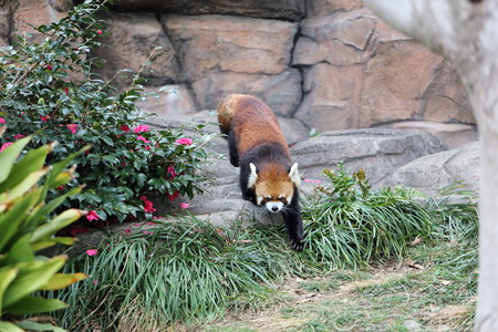 レッサーパンダ6