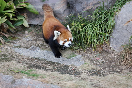 レッサーパンダ9