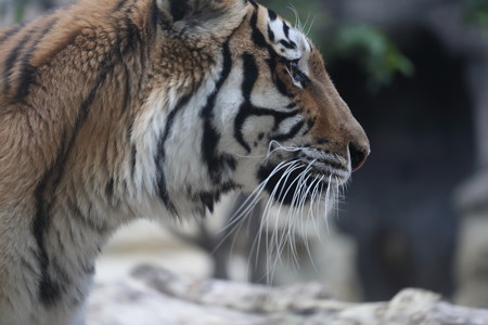 王子動物園11