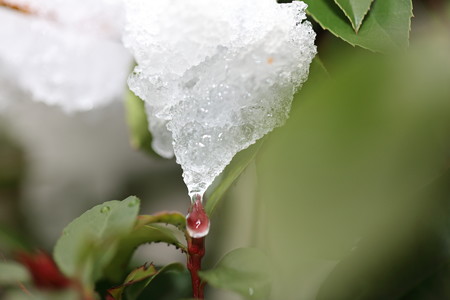 雪景色7