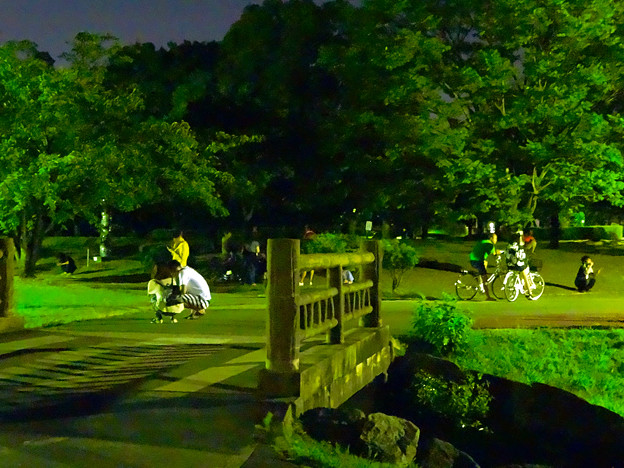 ポケモンgoをやってる人が結構いた 夜の落合公園 2 写真共有サイト フォト蔵