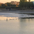 Photos: 落合公園：水抜き中の落合池に集まった沢山の鳥 - 14