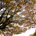 Photos: 広角レンズ付けて撮影した紅葉した木 - 4