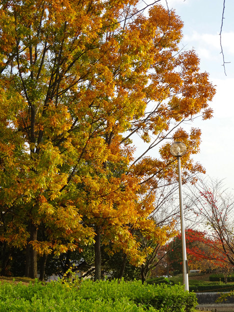 落合公園の紅葉 - 26