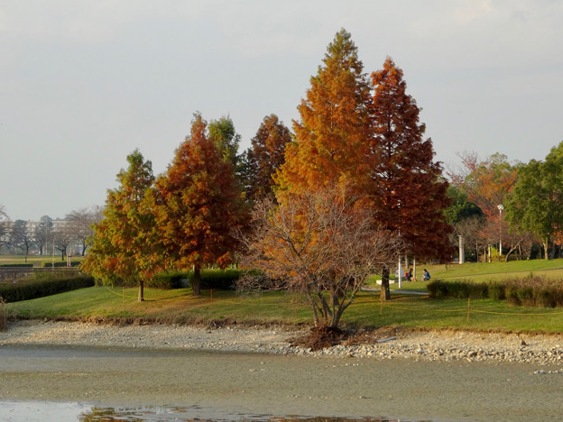 落合公園の紅葉 - 52