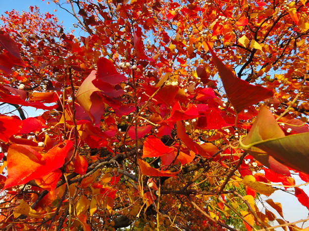 落合公園の紅葉 - 56
