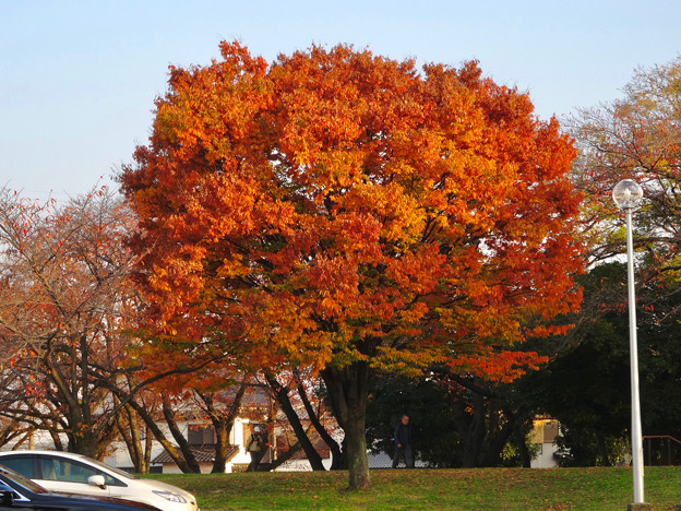 落合公園の紅葉 - 61