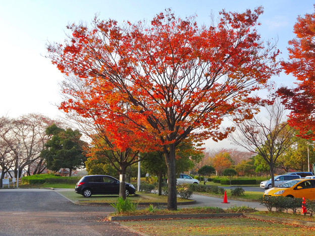 落合公園の紅葉 - 62