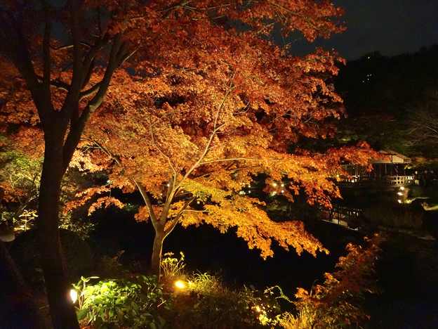 東山動植物園紅葉ライトアップ16 No 17 照片共享頁面 攝影藏