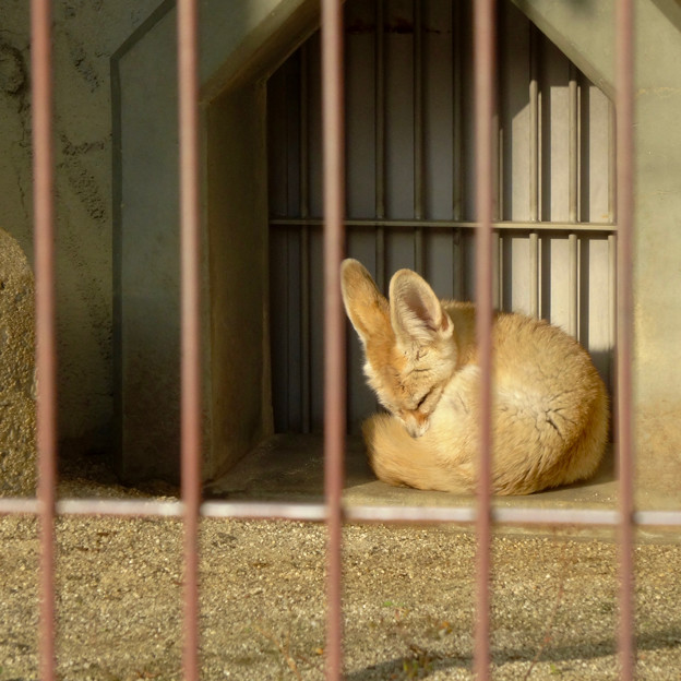 東山動植物園：眠たそうだったフェネック - 4