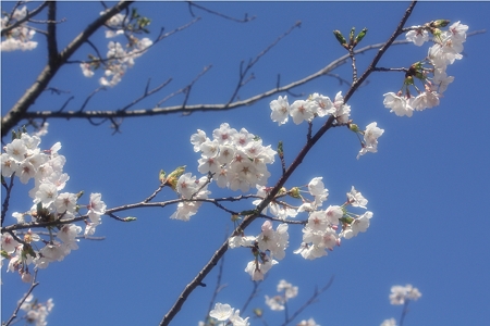 山さくら