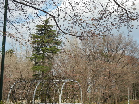 29日の桜