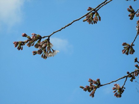 29日の桜
