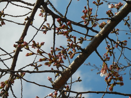 29日の桜