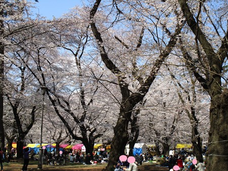 4/4、大宮公園の桜