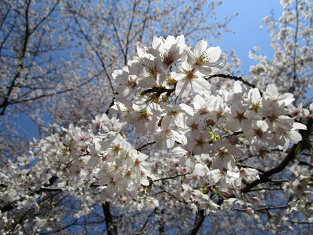 4/4、大宮公園の桜