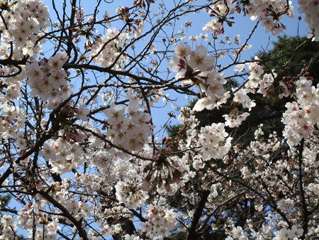 4/4、大宮公園の桜