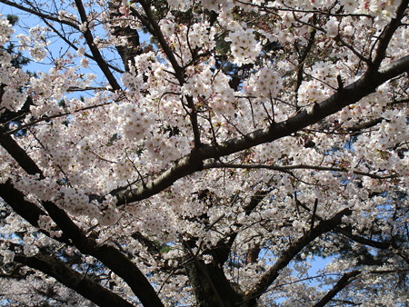 4/4、大宮公園の桜