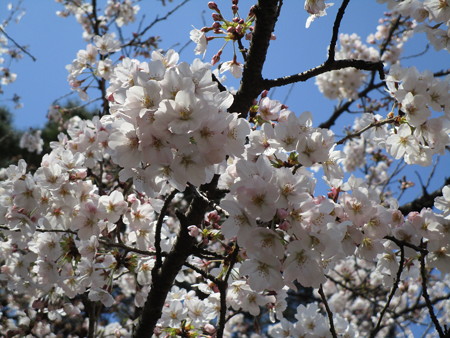 4/4、大宮公園の桜