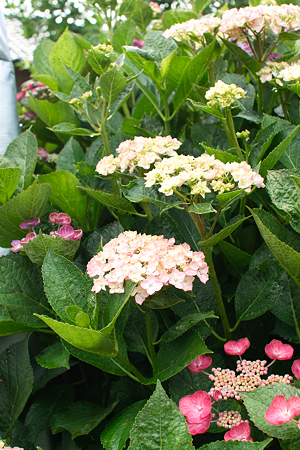 flower06252011sd15-02