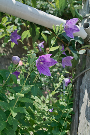 flower07172011sd15-02