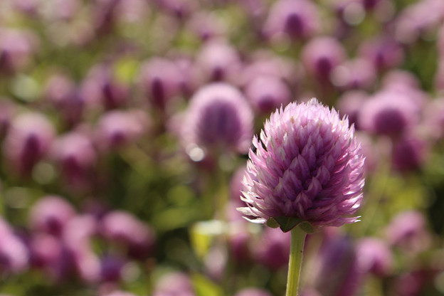 resize13735 写真: resize13735