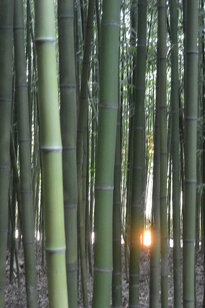 resize13277 写真: resize13277