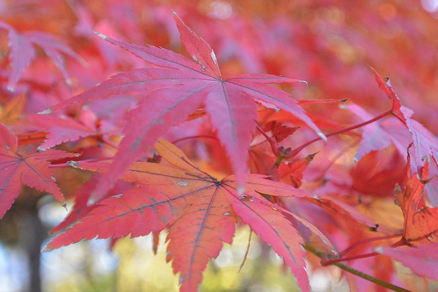 resize13810 写真: resize13810