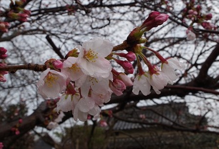 IMGP2531_0329