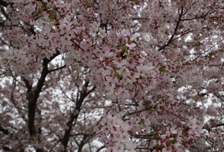 IMGP4688_0406