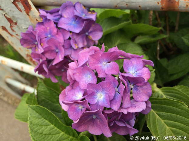 Photos: 道端の紫陽花に ～feeling