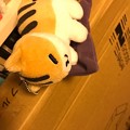 ねこの日に届いたテーブル梱包の上で寝かせた、ねこあつめ