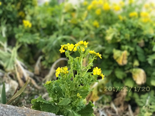 [2017.2.17_17:20]道端に菜の花でも強風で ～iPhone7Plusの被写界深度エフェクト機能