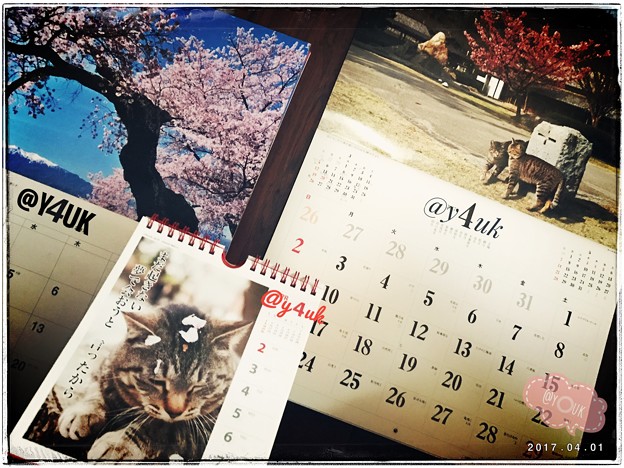 Photos: @y4uk月スタート ～April spring cat sakura