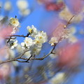 Photos: 春の予感