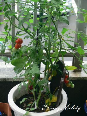 P1130380