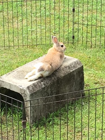 うさぎ　くつろぎ中