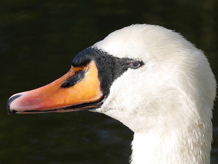 カメラ目線の白鳥