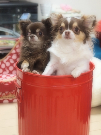 ニック+ピー