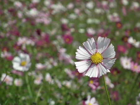 昭和記念公園 295