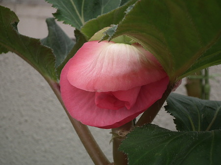 DSCF0403