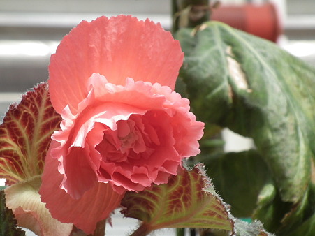 DSCF0438