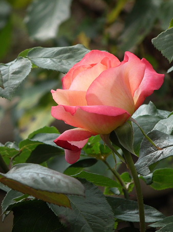DSCF0208
