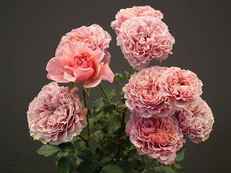 DSCF0805