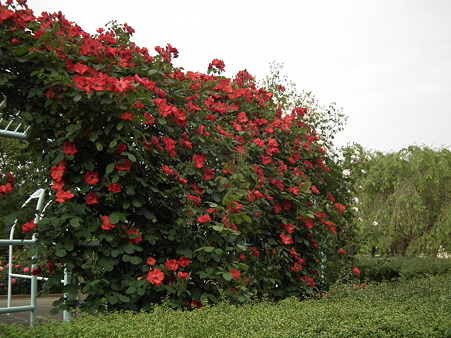 DSCF0699