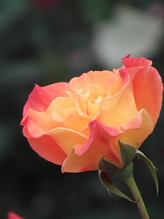 DSCF0729
