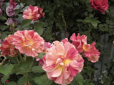 DSCF1135