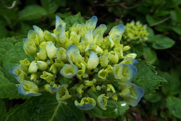 DSCF0115