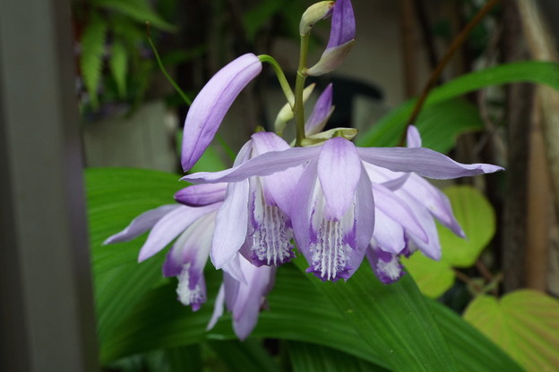 DSCF0196